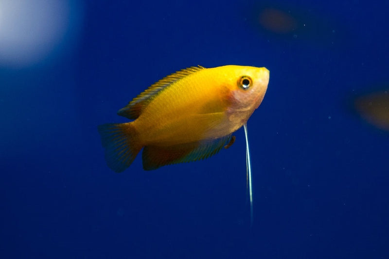 Honiggurami - Trichogaster chuna "Gold"