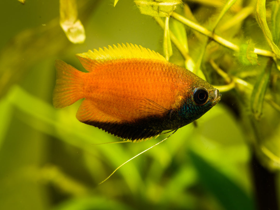 Honiggurami - Trichogaster chuna