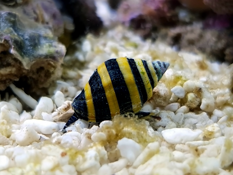 Hummelschnecke - Engina mendicaria
