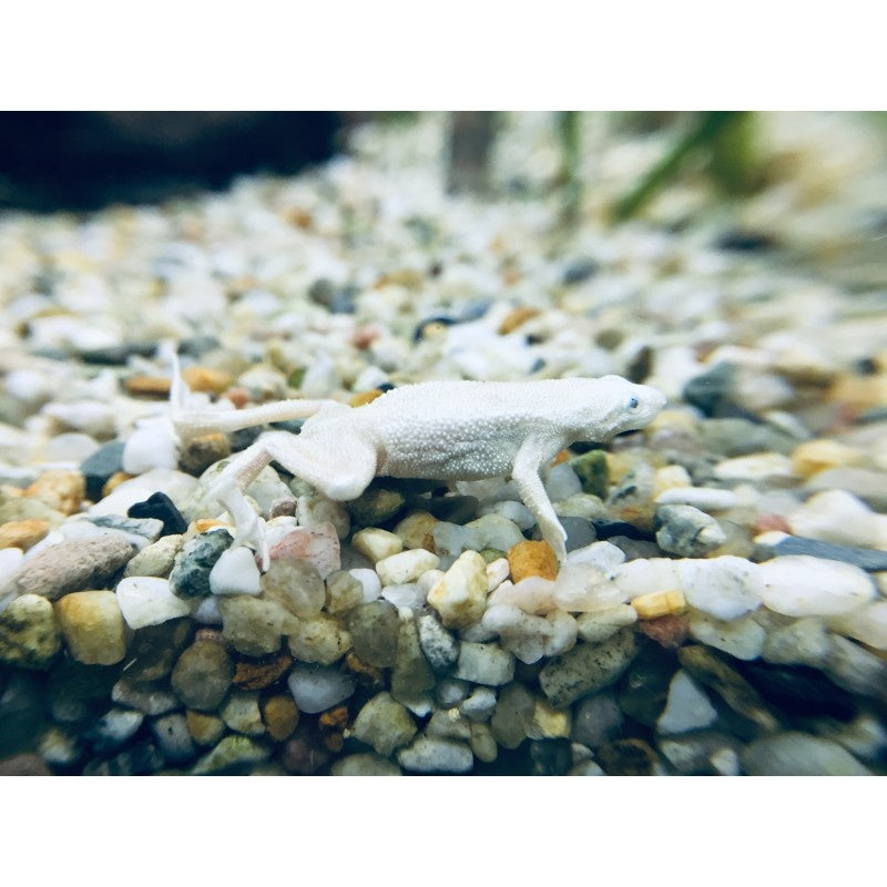 Zwergkrallenfrosch - Hymenochirus boettgeri "Platinum"