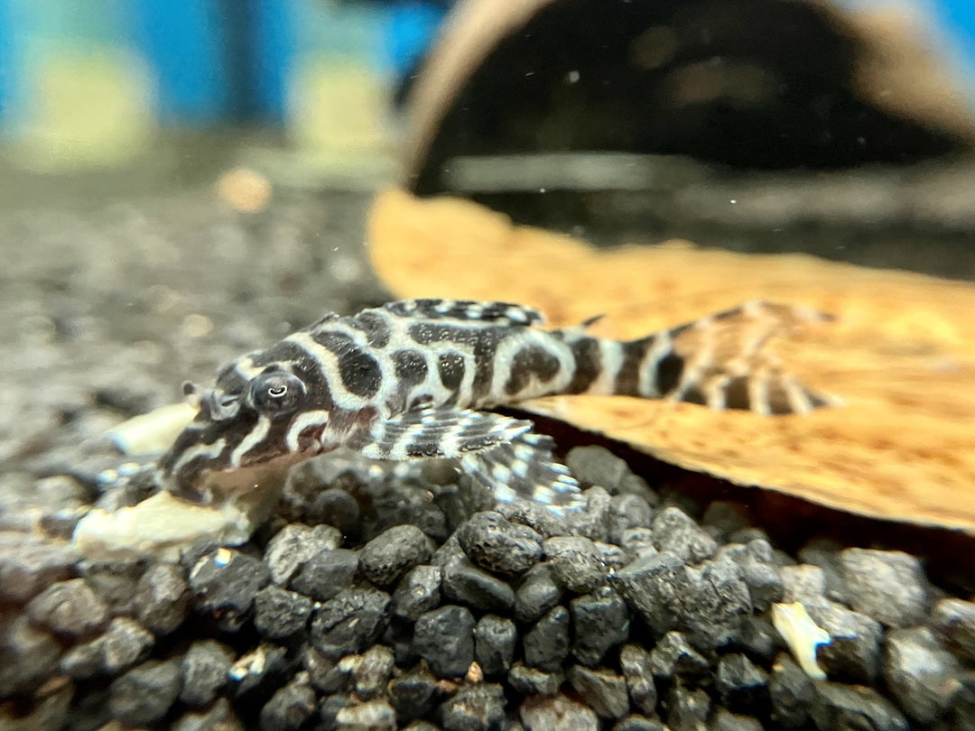 Königstiger Harnischwels - Hypancistrus sp. L066