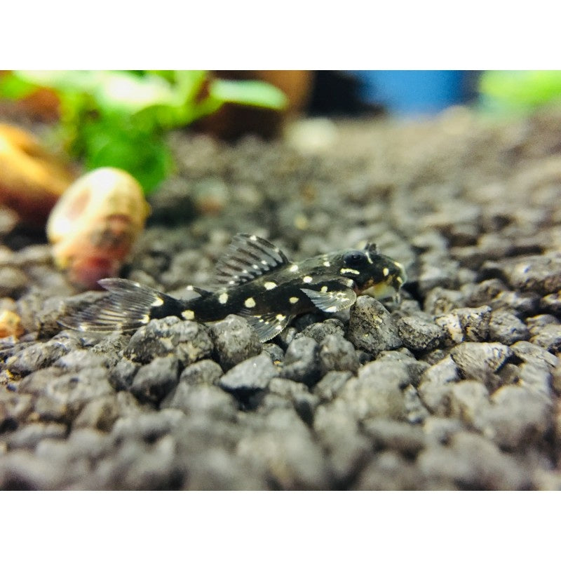 Orinoco Engelsharnischwels - Hypancistrus inspector L201