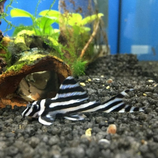Zebrawels - Hypancistrus zebra L46