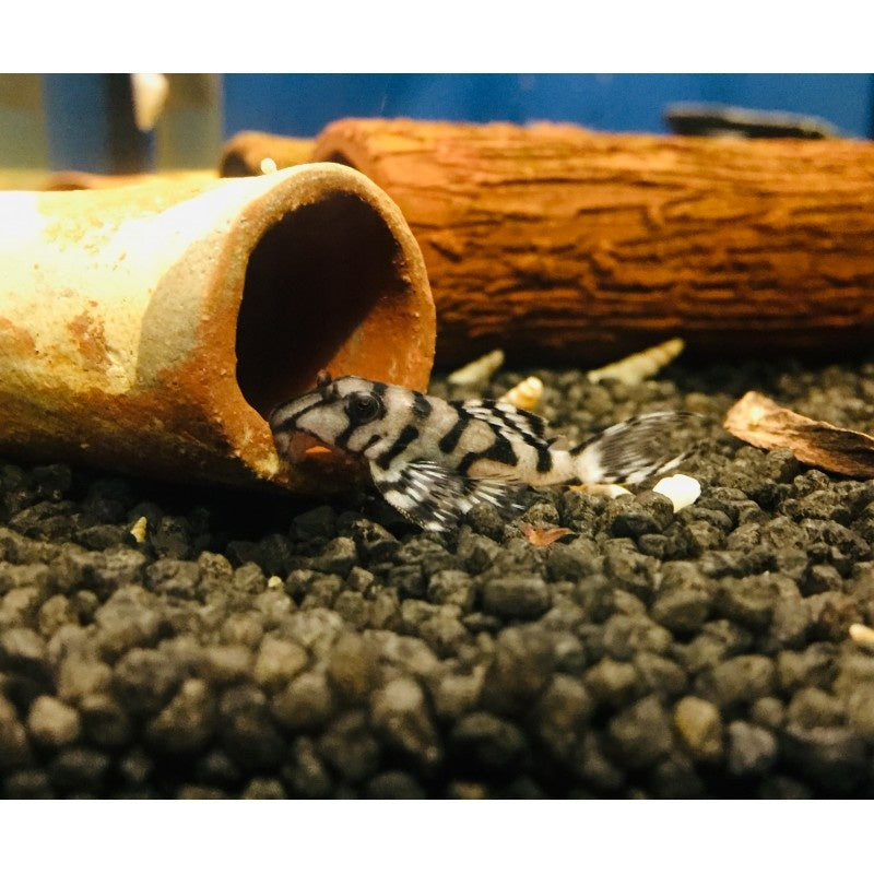 Hypancistrus sp. L236 super white WYSIWYG
