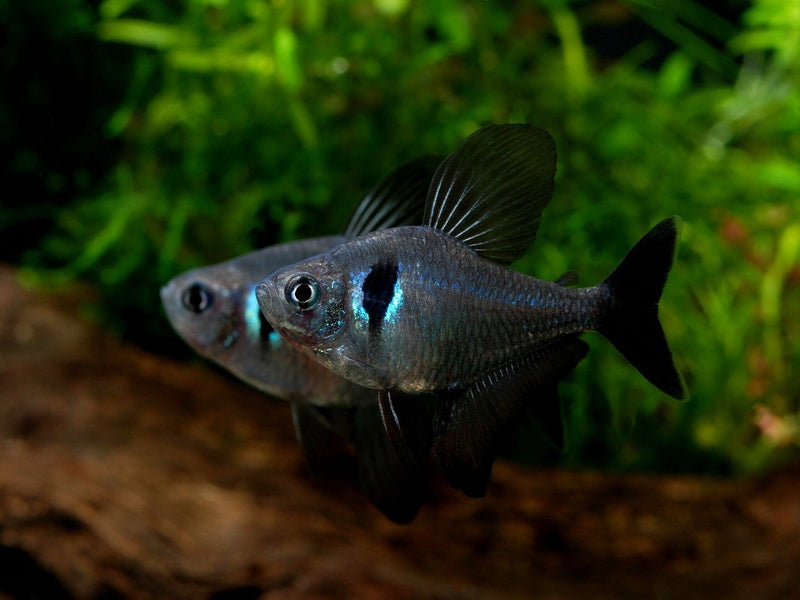 Schwarzer Phantomsalmler - Hyphessobrycon megalopterus