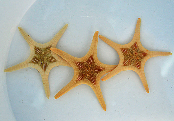 Ikonenstern - Iconaster longimanus "Albino"