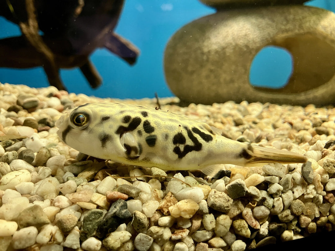 Goldringelkugelfisch - Tetraodon mbu  "Nachzucht"