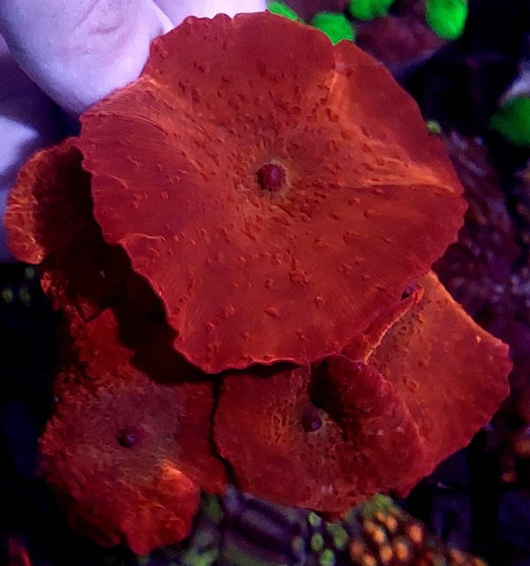 Scheibenanemonen "Red"