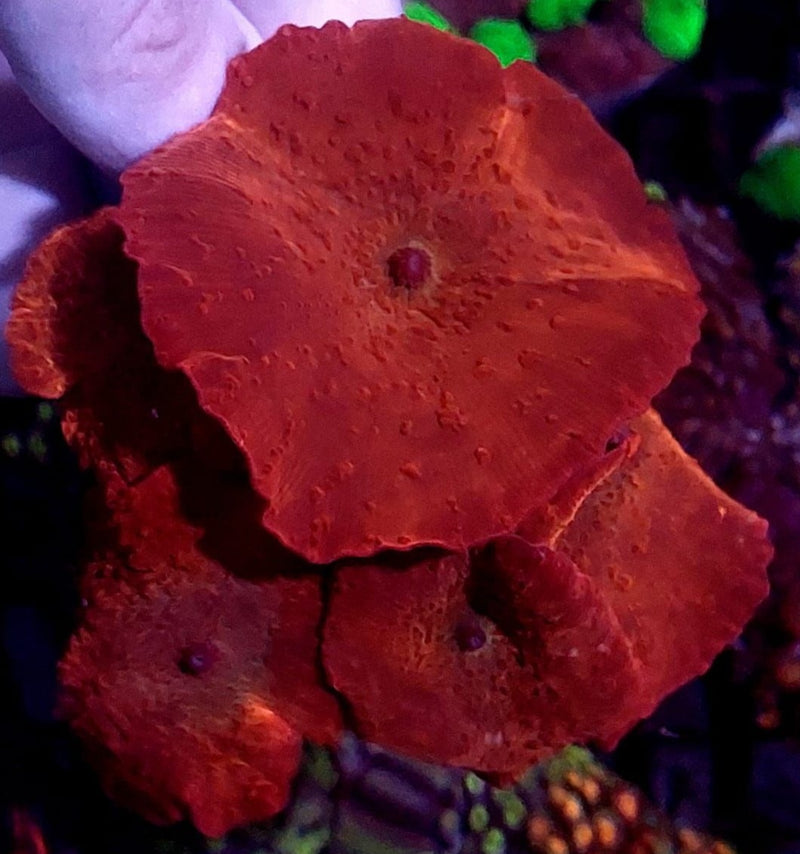 Scheibenanemonen "Red"