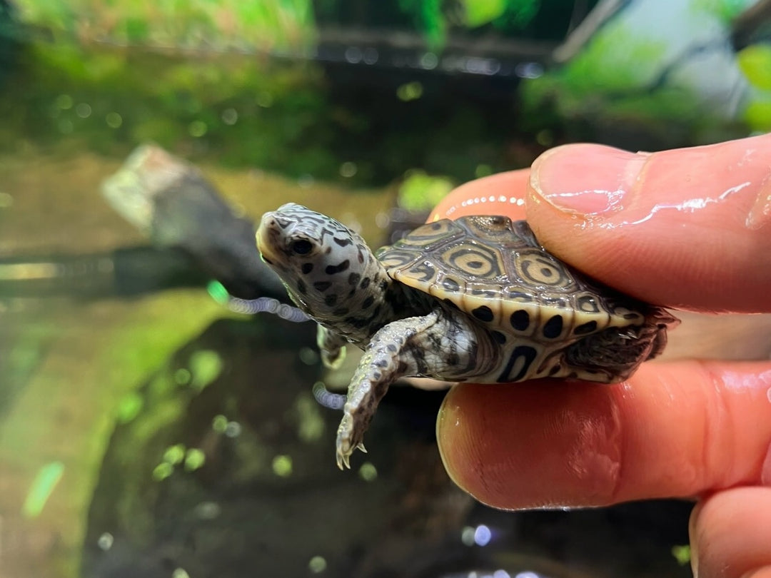 Diamantschildkröte - Malaclemys terrapin centrata "concentric" Originalfoto