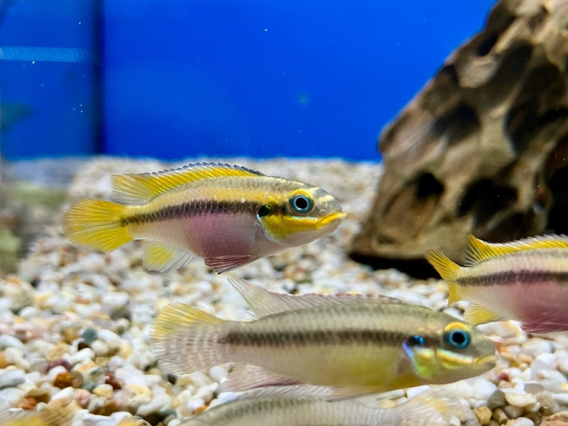 Smaragdprachtbarsch Ndonga - Pelvicachromis kribensis ndonga