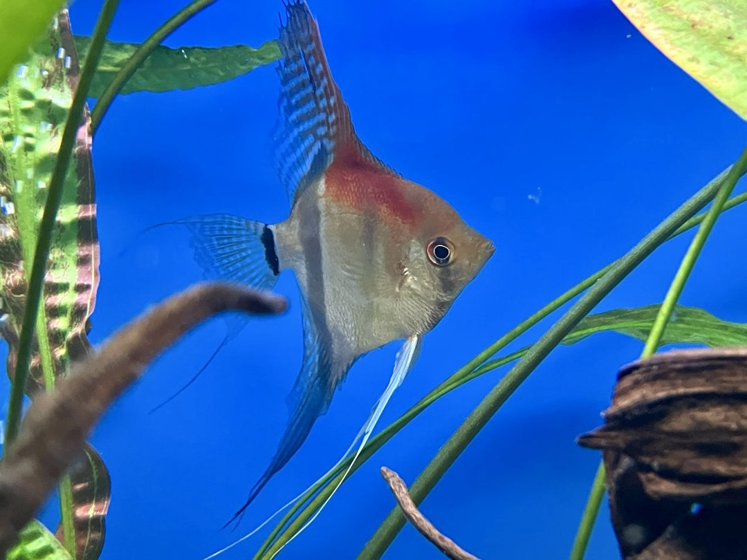 Rotrücken Skalar - Pterophyllum scalare Manacapuru