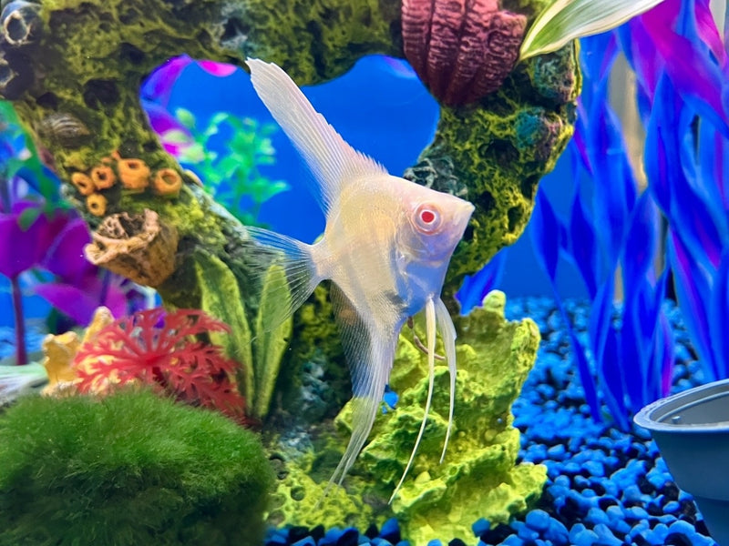 Rotrücken Skalar - Pterophyllum scalare Manacapuru  "albino"