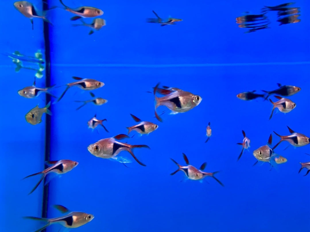 Keilfleckbärbling - Rasbora heteromorpha  "Schleier"