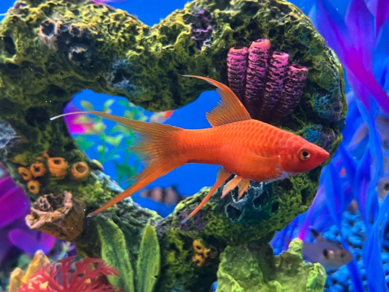 Schwertträger - Xiphophorus helleri "Rot Lyretail"