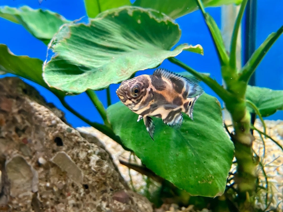 Pfauenaugen Buntbarsch - Astronotus ocellatus "Red Tiger"