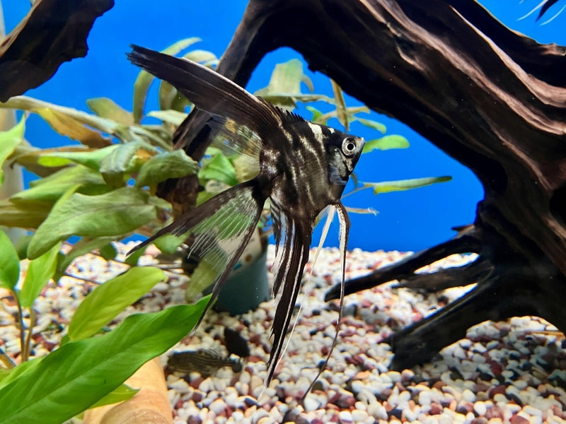 Skalar - Pterophyllum scalare " Marble schleier"