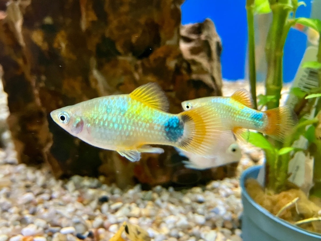 Platy - Xiphophorus maculatus "Blau Schmetterling Mickey"