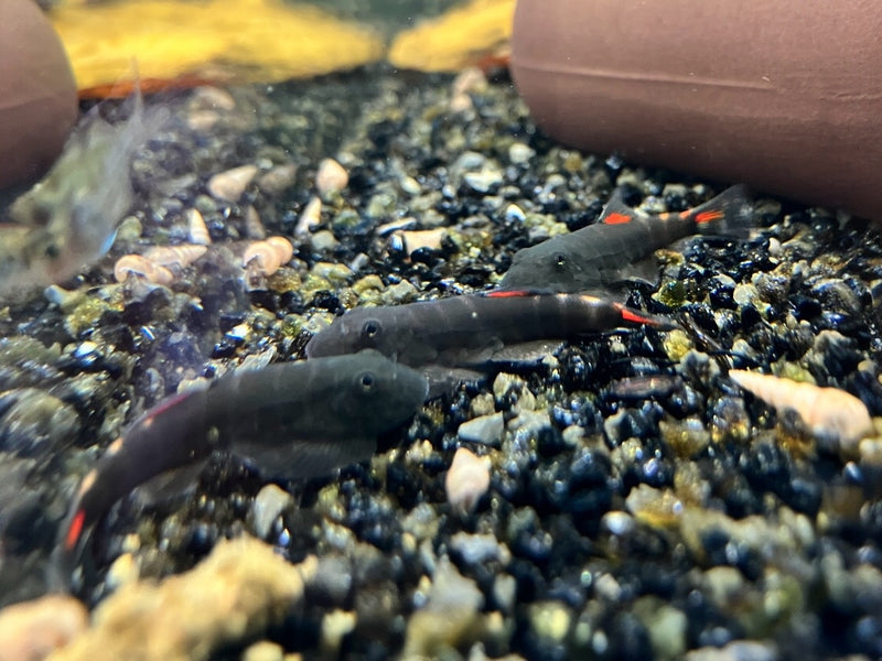 Flossensauger - Gastromyzon sp. "Bloody Mary"