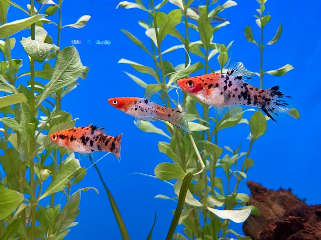 Schwertträger - Xiphophorus helleri "Koi"