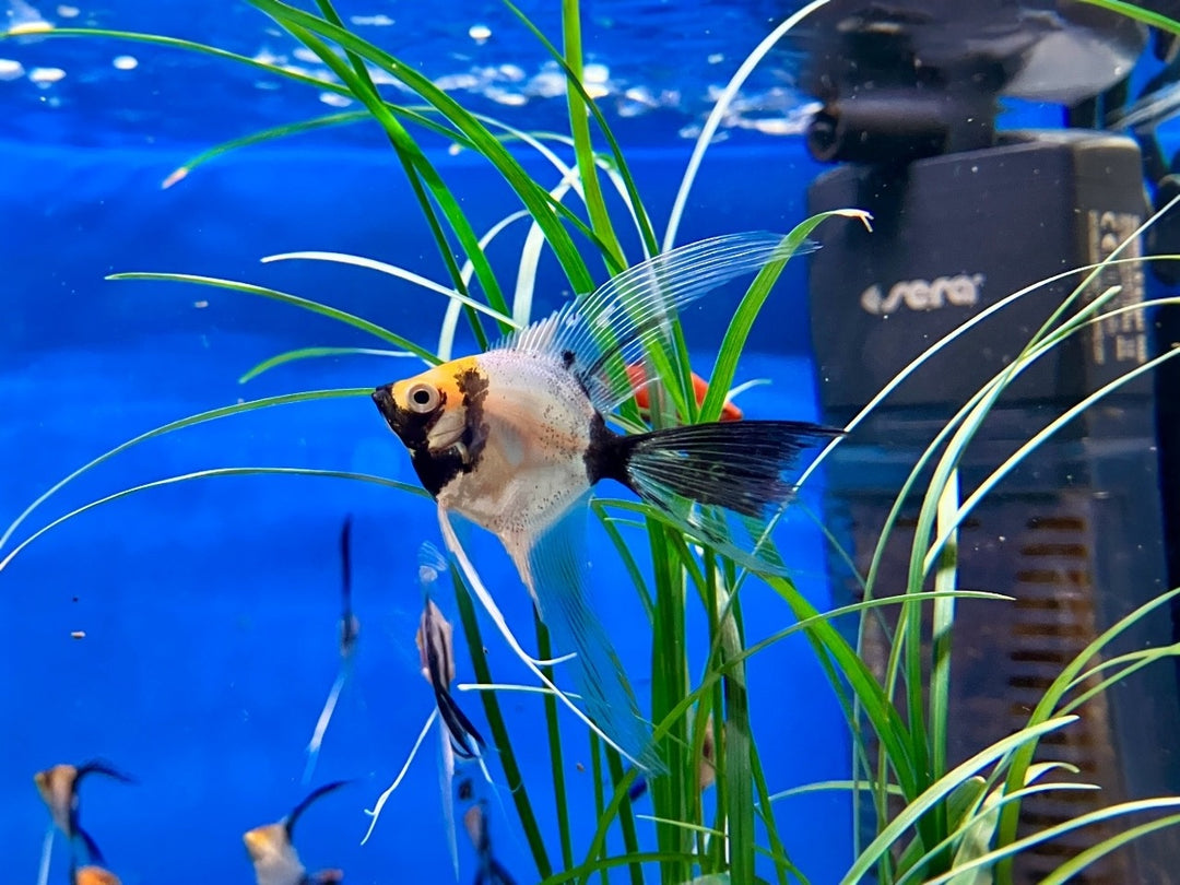 Skalar - Pterophyllum scalare "Koi marble schleier“