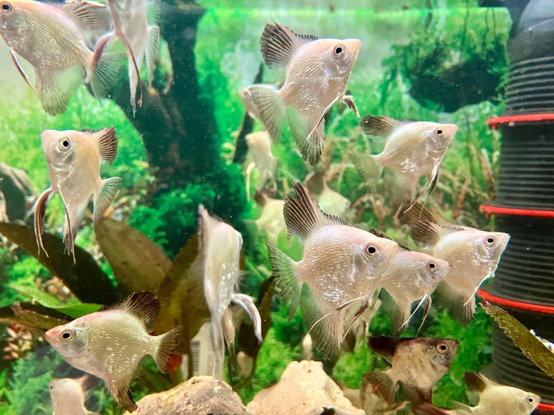 Skalar - Pterophyllum scalare "Bulgarian green“