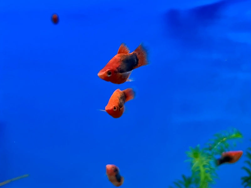 Platy - Xiphophorus maculatus "Korallenplaty Schwarz"
