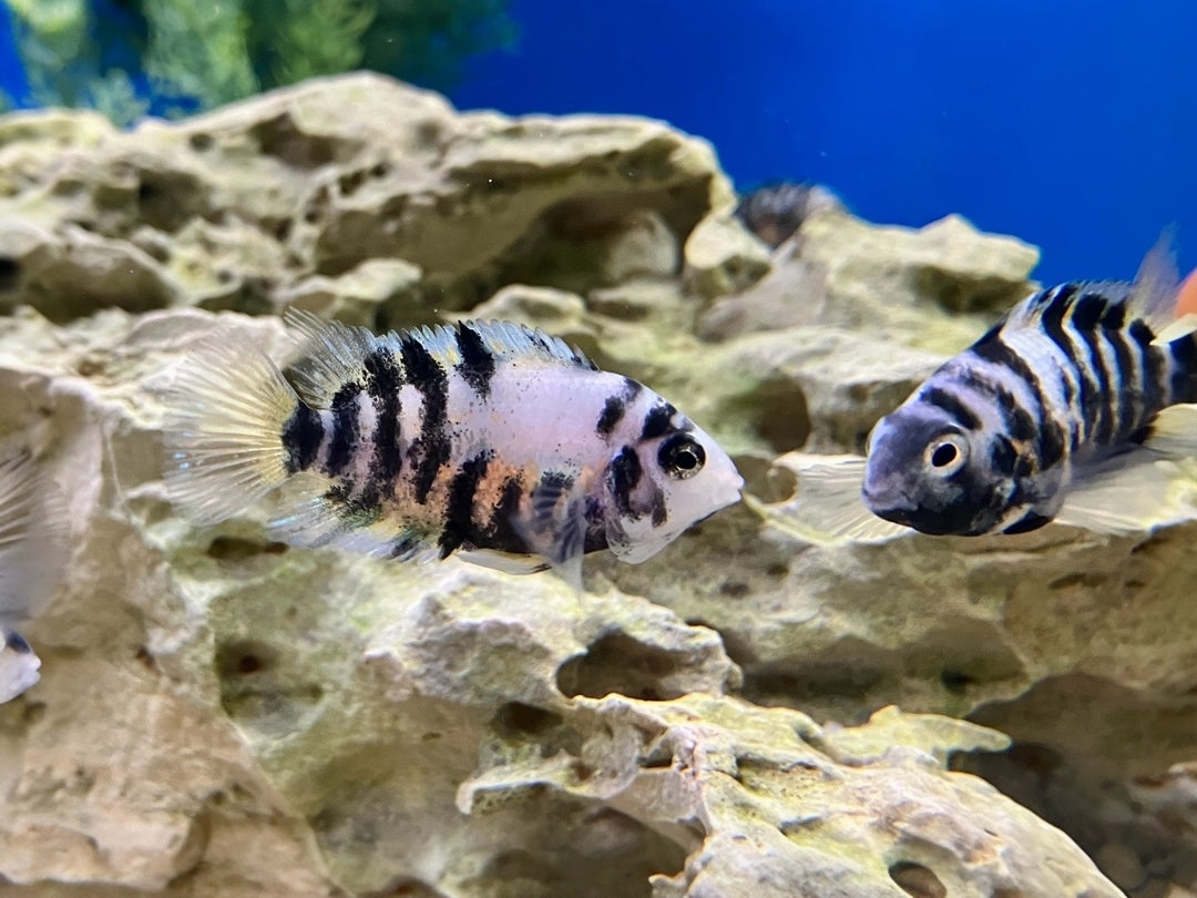 Zebrabuntbarsch - Cichlasoma nigrofasciatum „Marble“