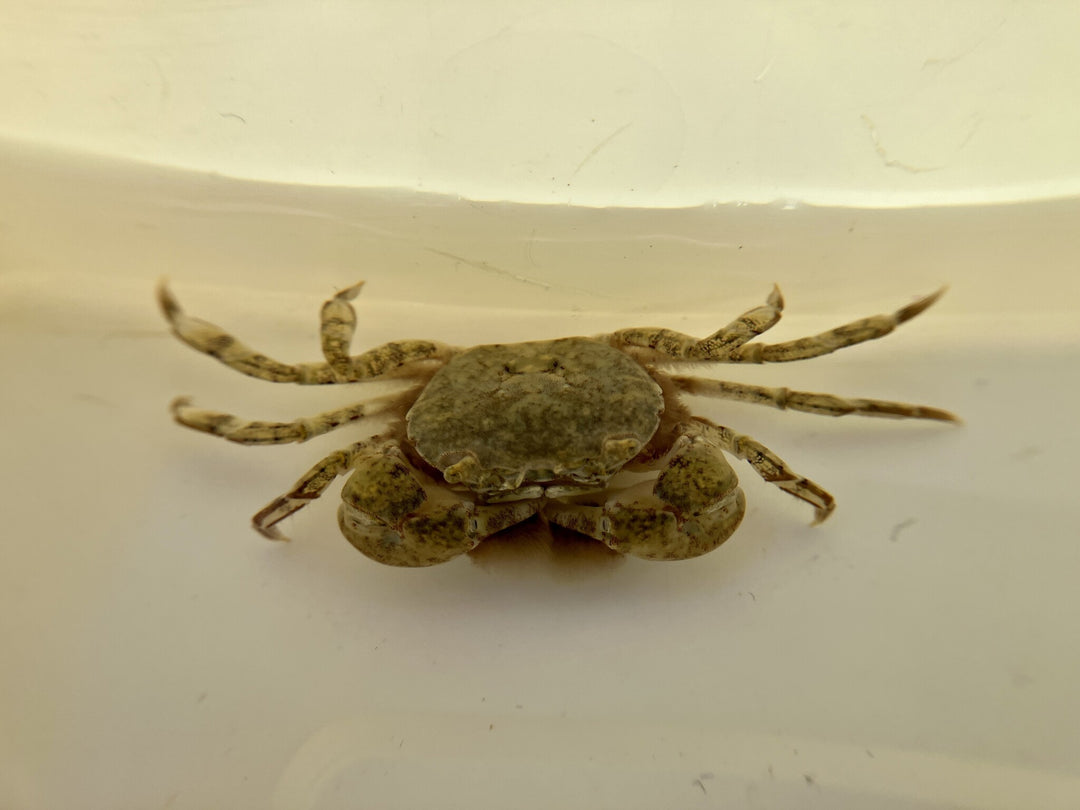 Pompomkrabbe - Ptychognathus barbatus