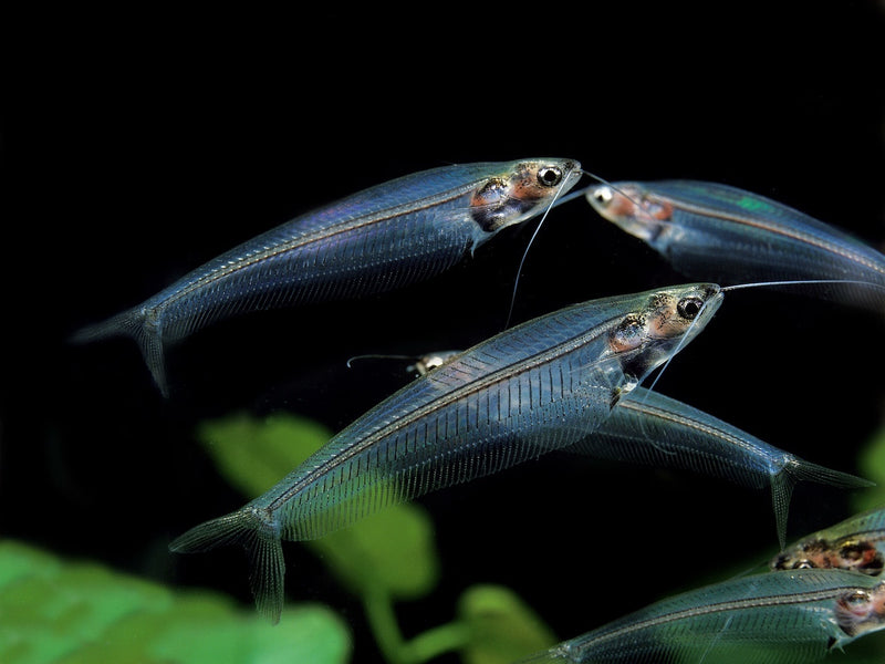 Indischer Glaswels - Kryptopterus bicirrhis