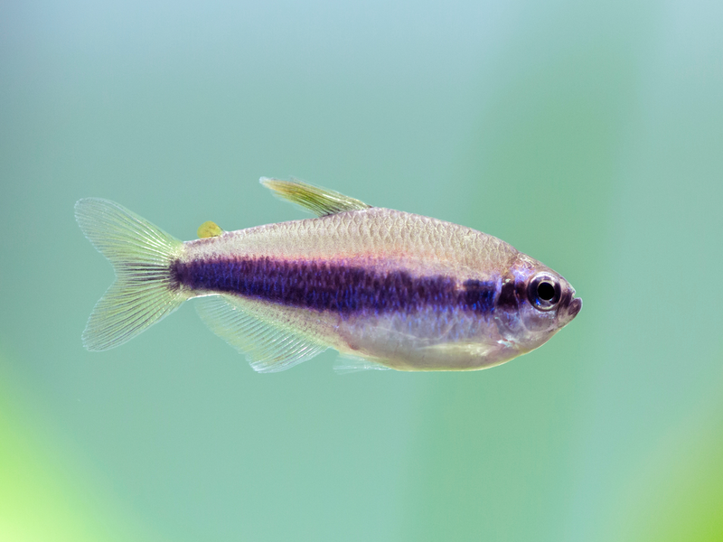 Königssalmler - Inpaichthys kerri