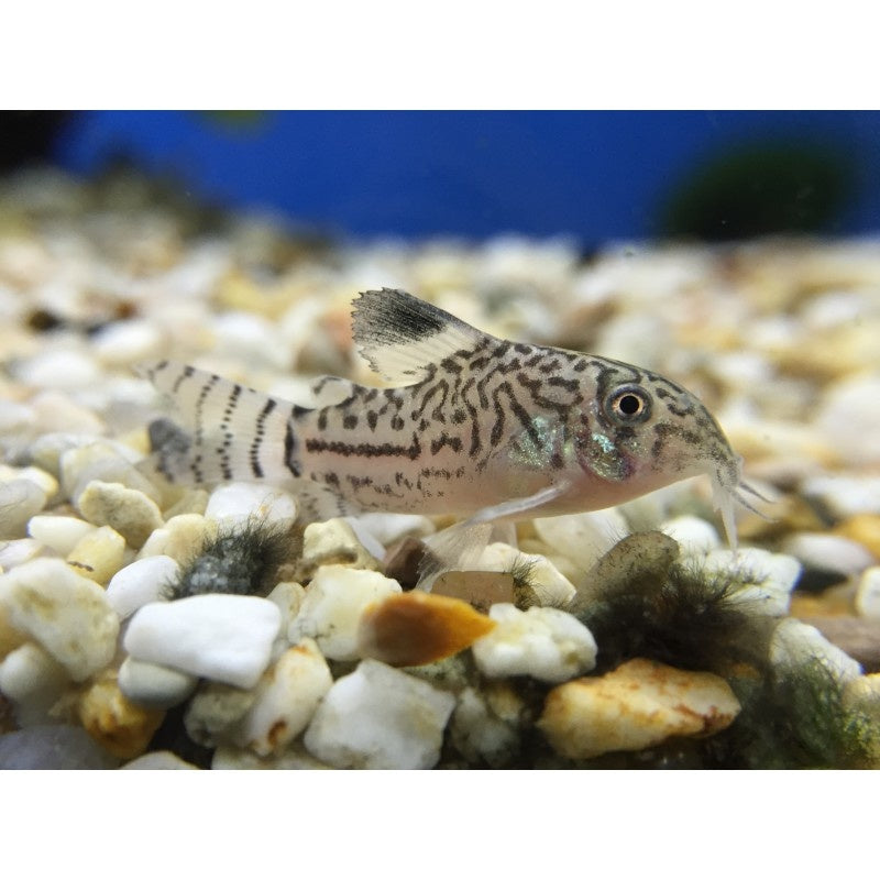Juli Panzerwels - Corydoras julii