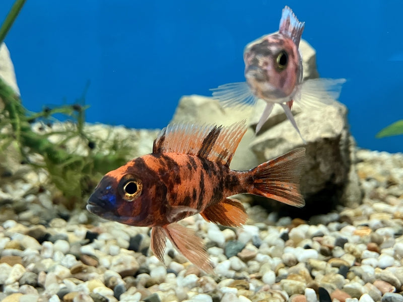 Kaiserbuntbarsch - Aulonocara sp. "Red Blotched"