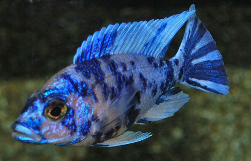 Kaiserbuntbarsch - Aulonocara sp. "Marmelade Cat"