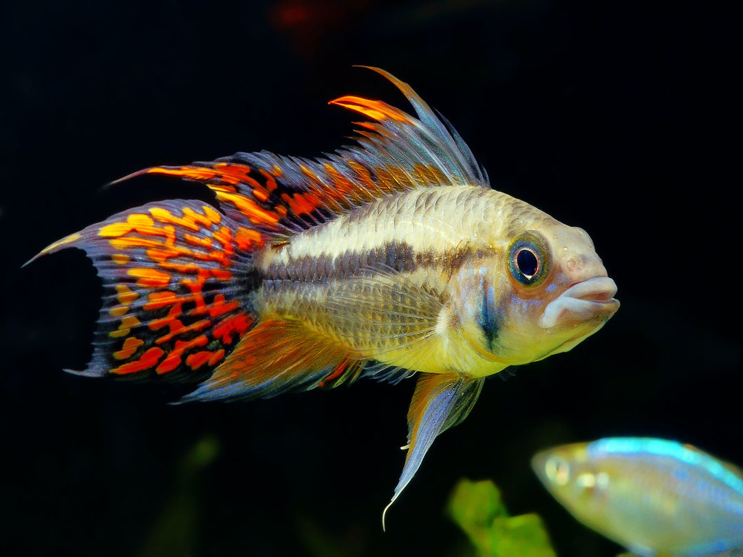 Kakadu Zwergbuntbarsch - Apistogramma cacatuoides "Doppelrot"
