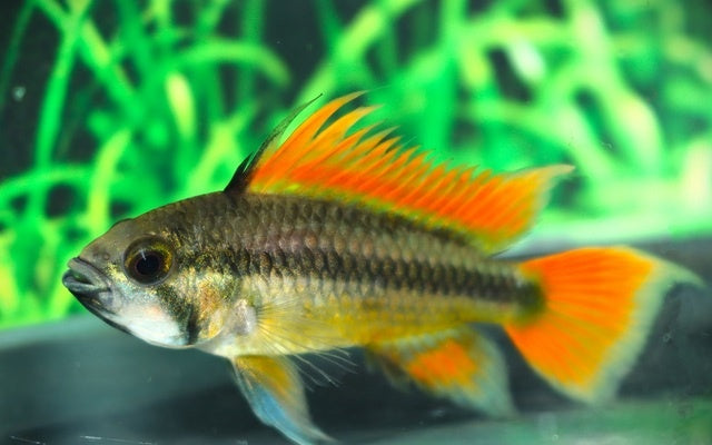 Kakadu Zwergbuntbarsch - Apistogramma cacatuoides "Double Orange"