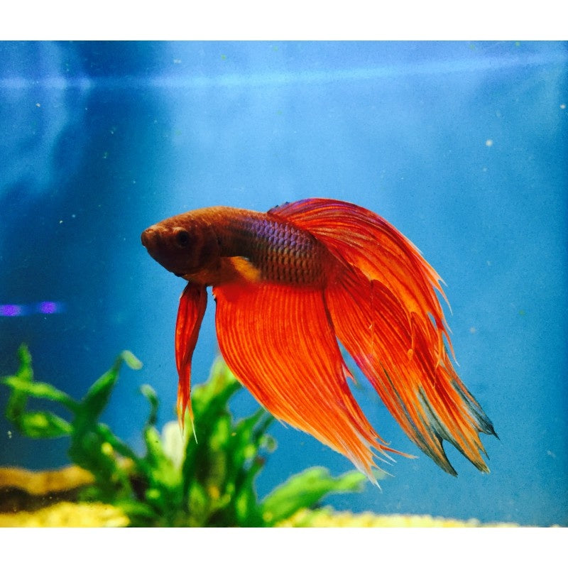 Kampffisch Männchen - Betta splendens
