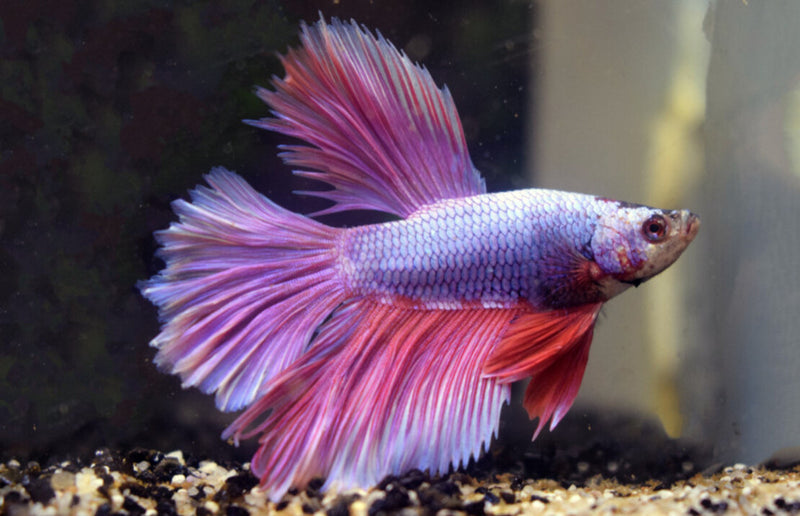 Kampffisch Männchen "Halfmoon Lavender"