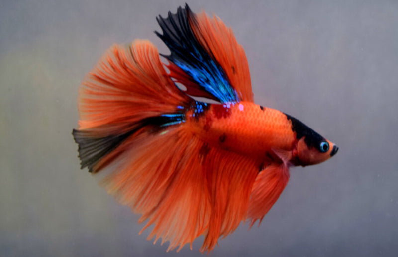 Kampffisch Männchen - Betta splendens "Halfmoon Nemo"