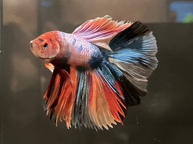 Kampffisch Männchen - Betta splendens "Nemo"  WYSIWYG