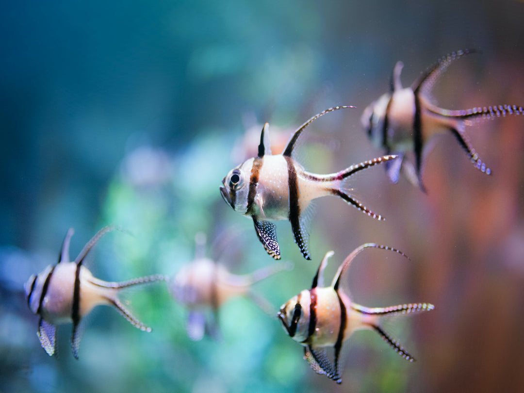 Banggai Kardinalbarsch - Pterapogon kauderni "Nachzucht"