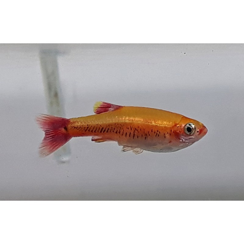 Kardinalfisch - Tanichthys albonubes "gold"