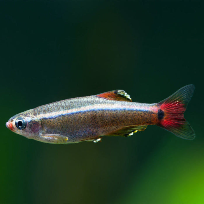 Kardinalfisch - Tanichthys albonubes
