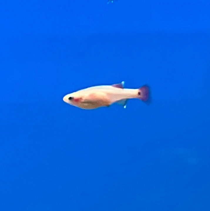 Kardinalfisch - Tanichthys albonubes "gold"