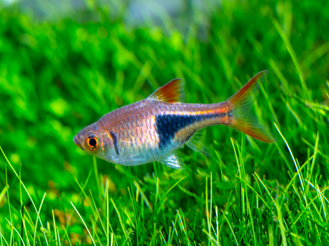 Keilfleckbärbling - Rasbora heteromorpha