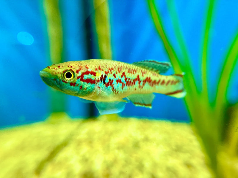 Killifisch - Callopanchax sidibeorum
