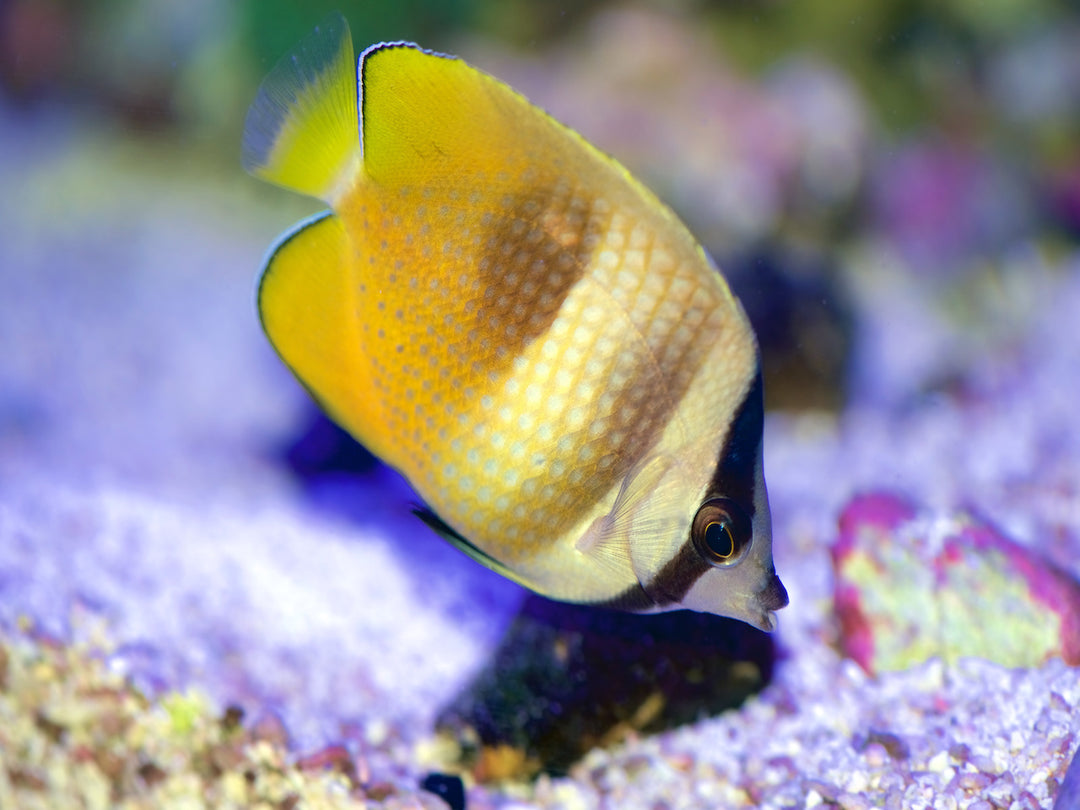 Klein´s Falterfisch - Chaetodon kleinii