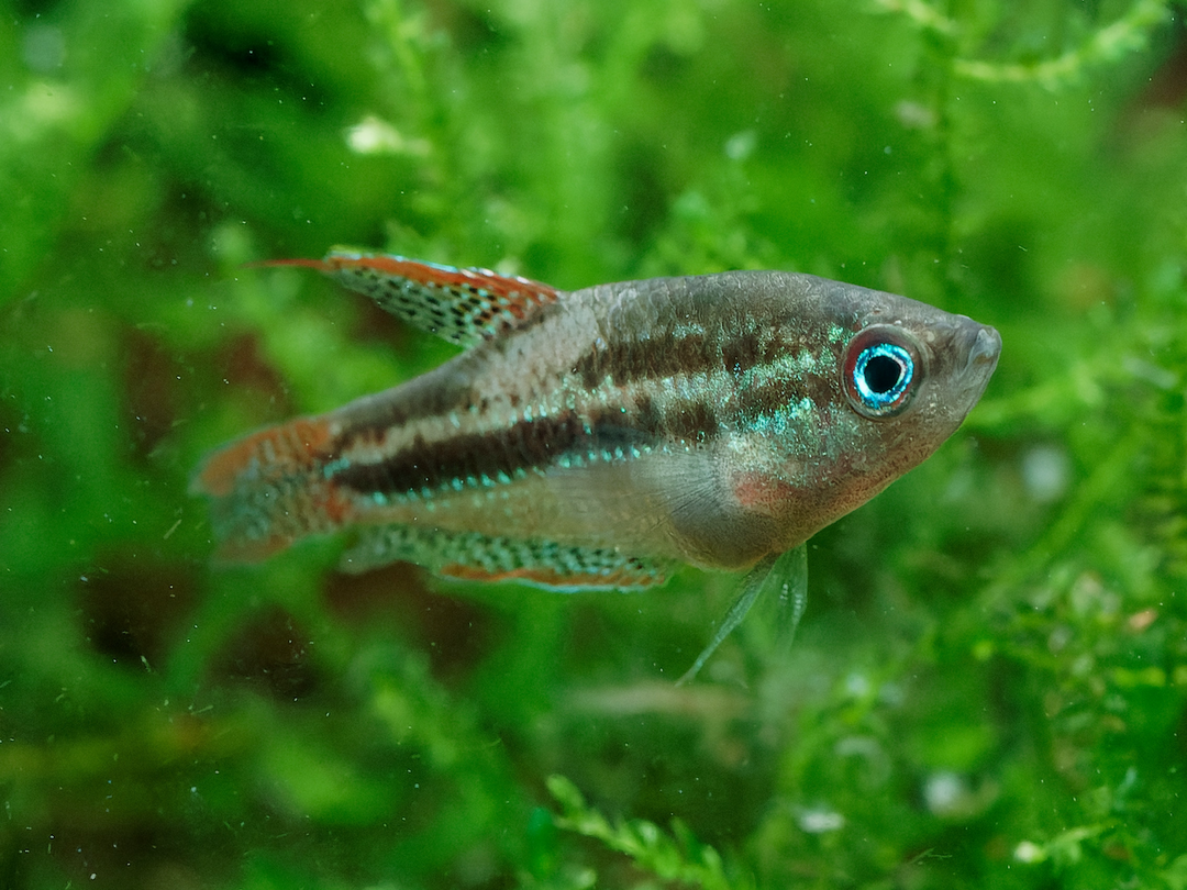 Knurrender Zwerggurami  - Trichopsis pumila