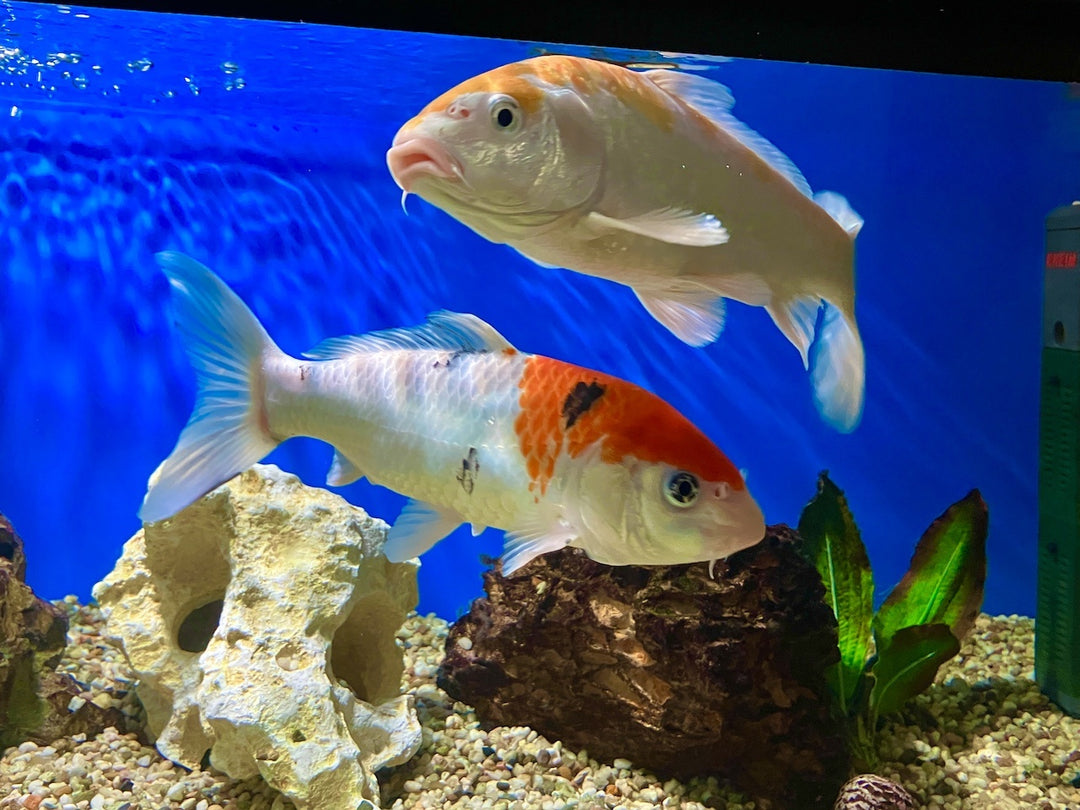 Koi - Cyprinus carpio "Extra Color" Europa 25-30cm