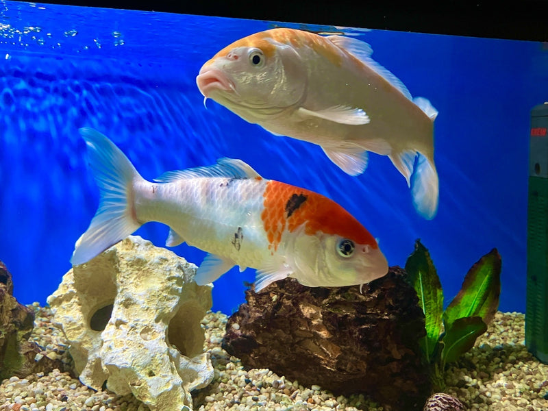 Koi - Cyprinus carpio "Extra Color" Europa 25-30cm